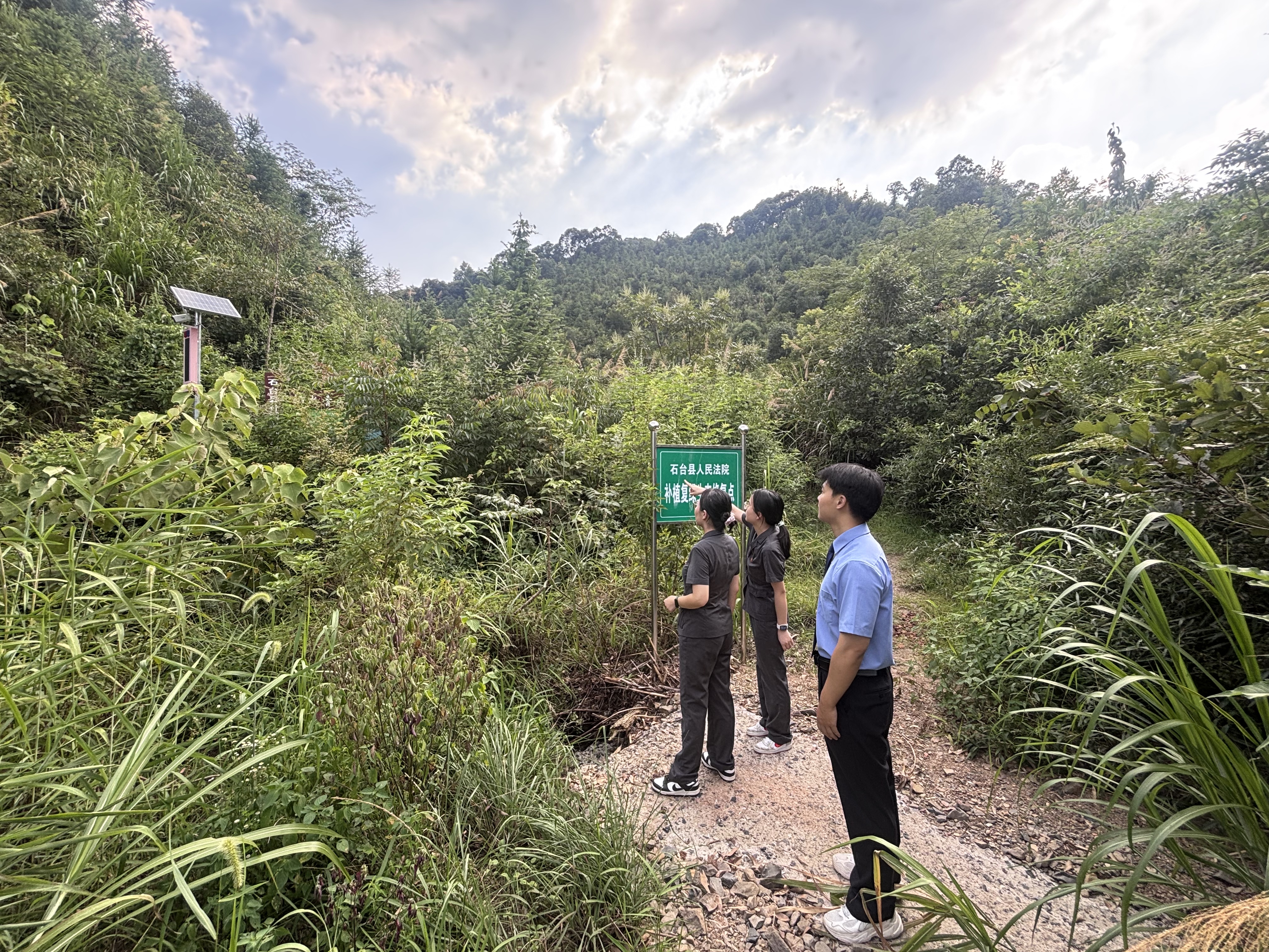 补植一片绿意，守护一方生态——石台县人民法院开展补植复绿责任履行核查工作